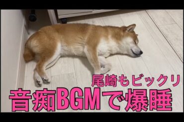 【柴犬飼い主55歳】またやっちゃった!? 音痴BGMで眠る柴犬くまころー