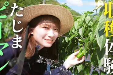 秋元真夏が実が肉厚で歯ごたえが良く苦味も少ない「たじまピーマン」を収穫体験！