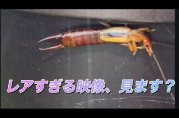 【柴犬飼い主55歳】Forget-me-notをハサミ虫に捧ぐ、55歳の夜。