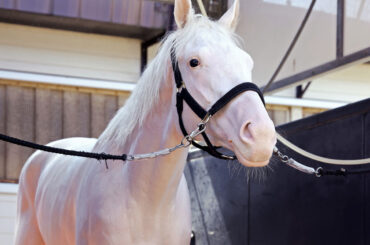 今週１２日にデビューするマルガ（カメラ・高橋　由二）