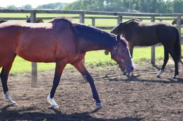メロディーレーンは北海道で第二の馬生を送っている