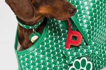 モワナがアイコン「M」キャンバスで初のペットアクセサリーコレクションを展開。伊勢丹新宿店で限定ポップアップ開催 | FASHION | FASHION HEADLINE