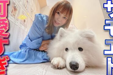 【犬猫】サモエドのおちりパラダイスで人生観が変わった日！