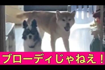 【柴犬飼い主55歳】名前ちがうワン！呼び間違えたら柴犬が激おこで登場