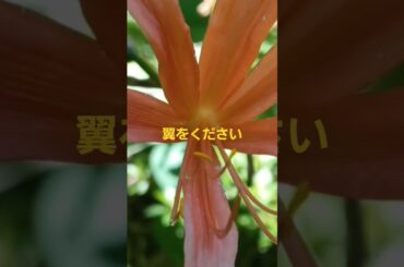 #翼をください#1#飯田市なんじゃもんじゃ #長野県飯田市ヒトツバタゴ#IidacitynaganoJapan