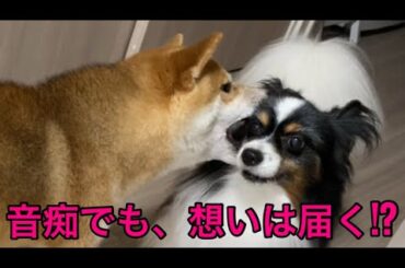【柴犬飼い主55歳】忘れな草の調べに乗せて…くまころー青春メモリー」