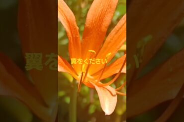 #宮宅由佳莉by 翼をください#2#飯田市なんじゃもんじゃ #長野県飯田市 ヒトツバタゴ#IidacitynaganoJapan