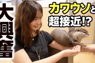【癒されすぎ注意】カワウソの大群に埋もれる！？想像以上の大接近で天国すぎました🦦【カワウソカフェ】