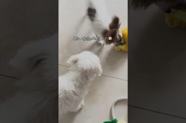 ご報告！新しい家族が増えました♡ #川島海荷 #UmiLOG #shorts #vlog