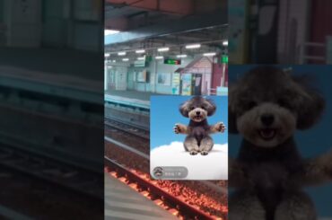 電車事故#トイプードル #元気 #元気になる動画 #散歩 #犬のいる生活 #元気お届け #平和 #お散歩 #海を散歩