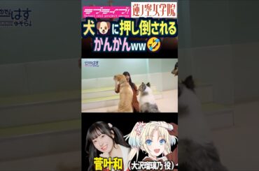 【蓮ノ空】犬に押し倒される菅叶和【Link! Like! ラブライブ!】#shorts リンクラ かんかん  来栖りん 声優 大沢瑠璃乃 ワンちゃん わんわんな
