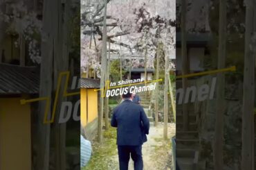 雲南・田部家一般公開! 桜と古きよき風情を楽しむ。 #docusgolf #ゴルフ #golf #ドゥーカス #ゴルフ女子 #ゴルフウェア #docus #ゴルフクラブ #島根 #たたら製鉄 #花見