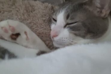 添い寝アッシュくん