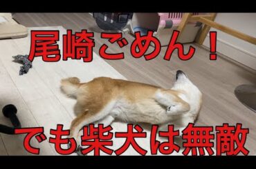 【柴犬飼い主55歳】尾崎ソングと柴犬のギャップで癒される日常