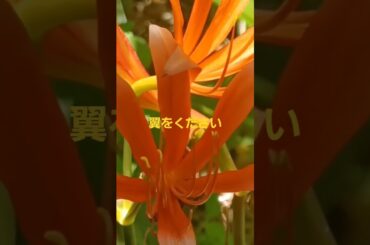 #宮宅由佳莉by 翼をください#4#飯田市なんじゃもんじゃ #長野県飯田市 ヒトツバタゴ#IidacitynaganoJapan