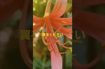 #宮宅由佳莉by 翼をください#3#長野県飯田市 ヒトツバタゴ#飯田市なんじゃもんじゃ #IidacitynaganoJapan