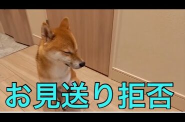 【柴犬飼い主55歳】これが柴犬の本気の無視です。