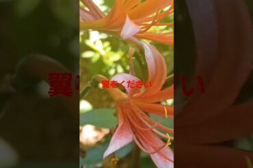 #宮宅由佳莉by 翼をください#5#飯田市なんじゃもんじゃ #長野県飯田市 ヒトツバタゴ#IidacitynaganoJapan