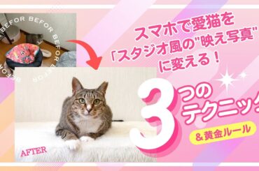 【スマホでの猫の撮り方】写真がかわいく映える魔法のテクニック！