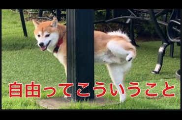 【柴犬飼い主55歳】柴犬とパピヨン、ついに野に放たれる!? 飼い主ガン無視で自由爆走