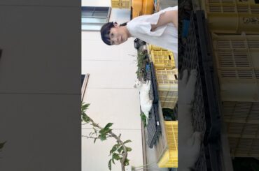 愛媛の離島で猫パンチ👊🐱をお見舞いされるりったん🩵 #中山莉子 #私立恵比寿中学 #猫パンチ #猫 #cat #idol #アイドル #shorts #スタプラ #エビ中 #えびちゅう