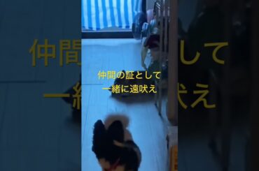 自宅警備よろしく！ #柴犬　#くまころー