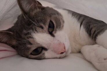 敷布団カバーの中のアッシュくん