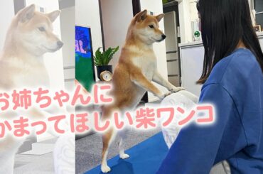 お姉ちゃんのお膝の上が、たいそうお気に入りな柴犬さん｜PECO【ナレーション有】