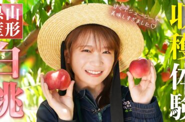 秋元真夏が山形県で「もも」の収穫！採れたての甘くてジューシーなももとパリッと食感のももを食べ比べ！