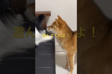 起きろよ！ #柴犬　#くまころー