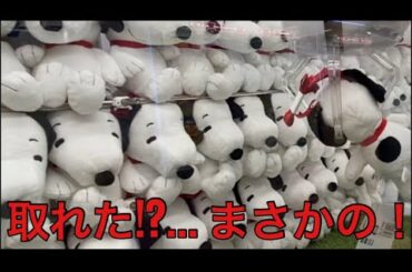 【柴犬飼い主55歳】スヌーピーが…まさかの結末に!? クレーンゲーム5連戦！