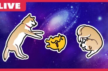 【XP3000】和氣あず未を見て精神統一するボールド配信