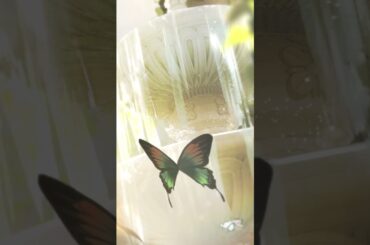 リーフ(CV. #伊藤美来)の起動日おめでとう！