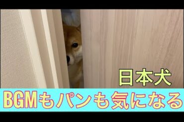 【柴犬飼い主55歳】朝からパン10個！BGMにはいつもの尾崎が！現場打ち合わせ！