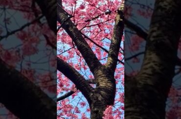 一輪🌸花🪷中 孝介 #花 #中孝介 #あたりこうすけ #kousukeatari