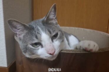 バリバリベッドサークルの中のアッシュくん