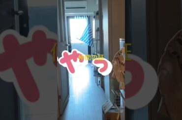 一緒に遠吠え #柴犬  #くまころー