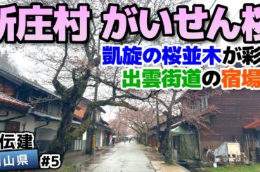 【岡山県新庄村 がいせん桜通り】ビッグボスも来るがいせん桜の宿場町 新庄／重伝建制覇への道 山陰山陽編#5