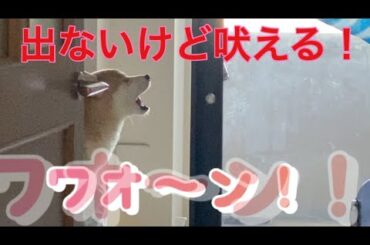 【柴犬飼い主55歳】🐾「柴犬くまころー、スネてお見送り拒否!? でも遠吠えには全力参加！