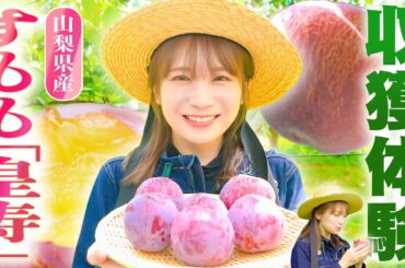 秋元真夏が山梨県へ！大玉で濃厚な甘みのすもも「皇寿」を収穫！