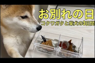 【柴犬飼い主55歳】柴犬くまころー、クワガタとの最後の日