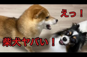 【柴犬飼い主55歳】パピヨンが先住犬なんだけど！
