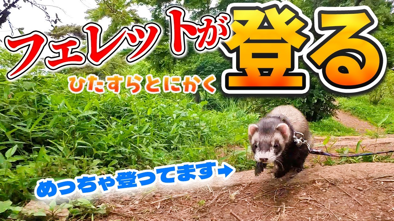 フェレットは山登りも木登りもできます!5月の狭山公園でフェレットはるなが楽しく登るよ!【おしゃべりフェレット動画】 #ferret #フェレット #ペット #小動物 フェレットは山登りも木登りもできます!5月の狭山公園でフェレットはるなが楽しく登るよ!【おしゃべりフェレット動画】 #ferret #フェレット #ペット #小動物