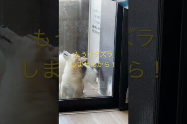 お願いだから入れてください！ #柴犬　#くまころー