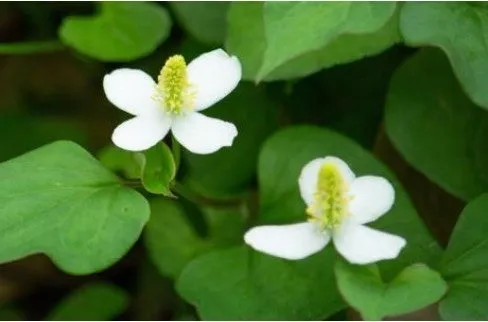 ドクダミエキス