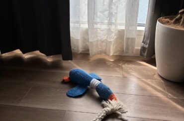 ウマ娘声優の「いぬらいふ」ショットが「微笑ましい」と話題 | 話題の投稿 | スポーツブル (スポブル)