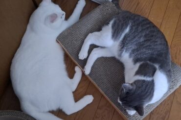 元乃木坂46・佐々木琴子、27歳の誕生日を報告「お誕生日おめでとう、わたし！」 | 話題の投稿 | スポーツブル (スポブル)