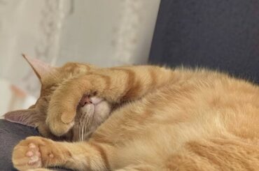 癒しの瞬間！佐々木美玲、"にゃおちゃん"のまったりタイムを公開 | 話題の投稿 | スポーツブル (スポブル)