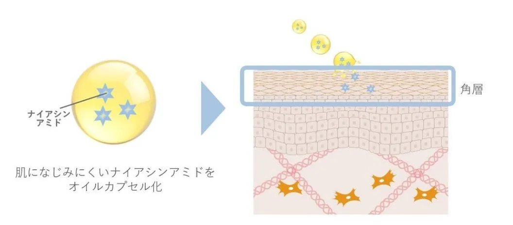 ナイアシンアミドスピードアクトシステム概念図