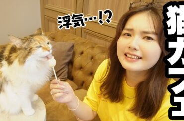 【癒し】猫を飼い始めたのに猫カフェで浮気してしまった件…可愛すぎて罪🐱